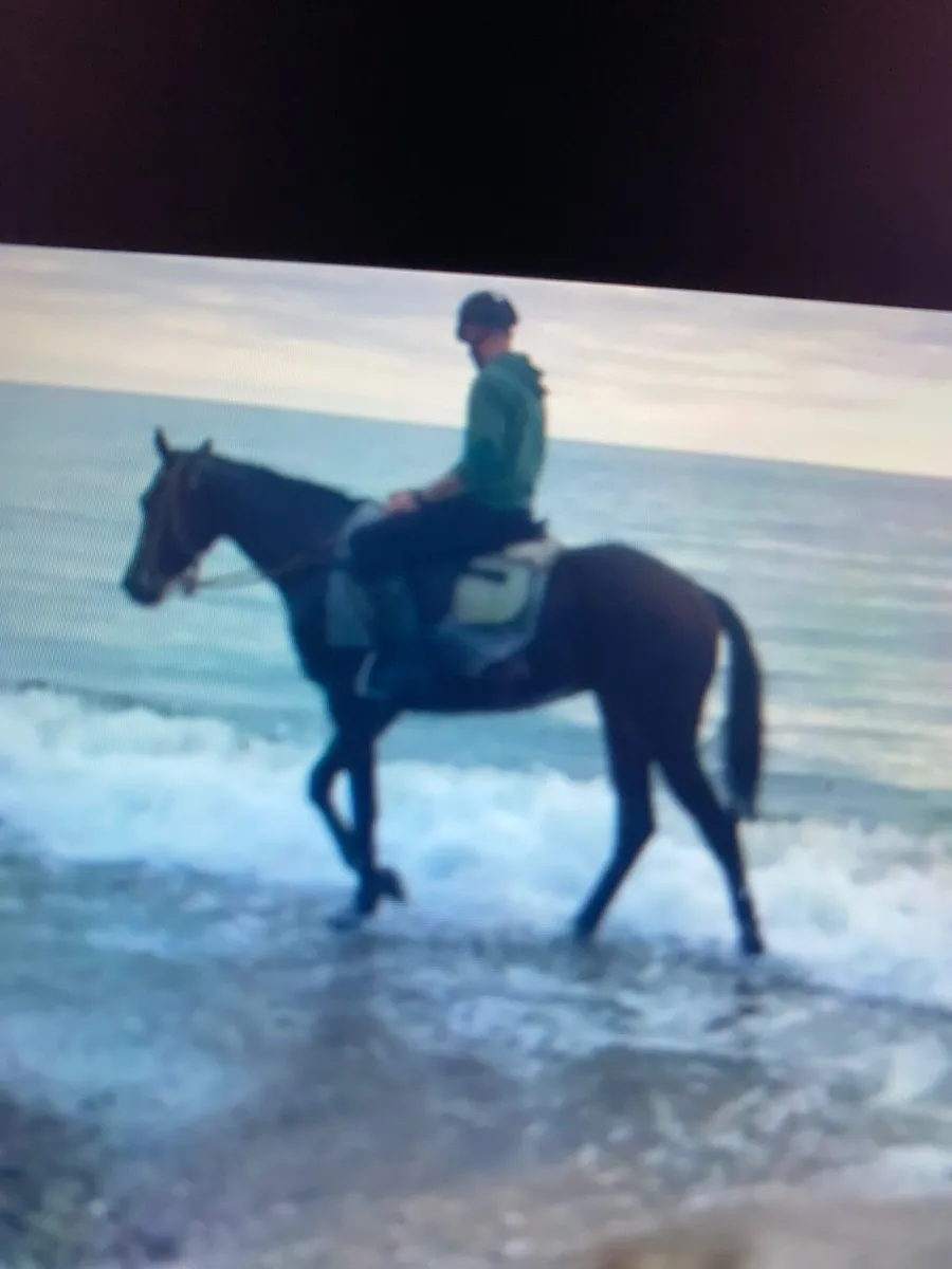 Horse - Image 4