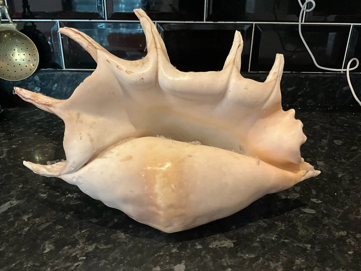 Giant Lambis Spider Conch Spiked Natural Shell - Image 1