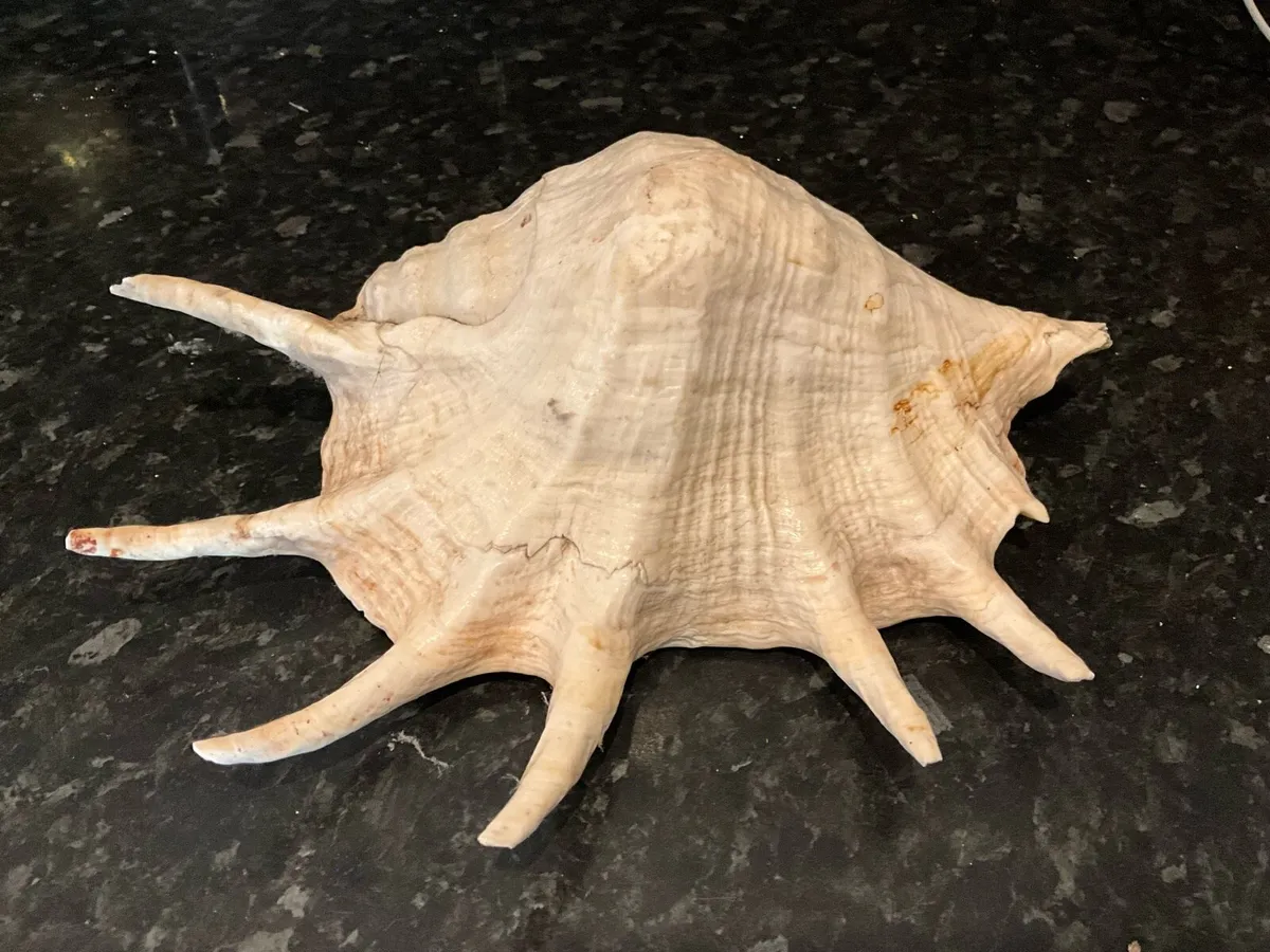 Giant Lambis Spider Conch Spiked Natural Shell - Image 2