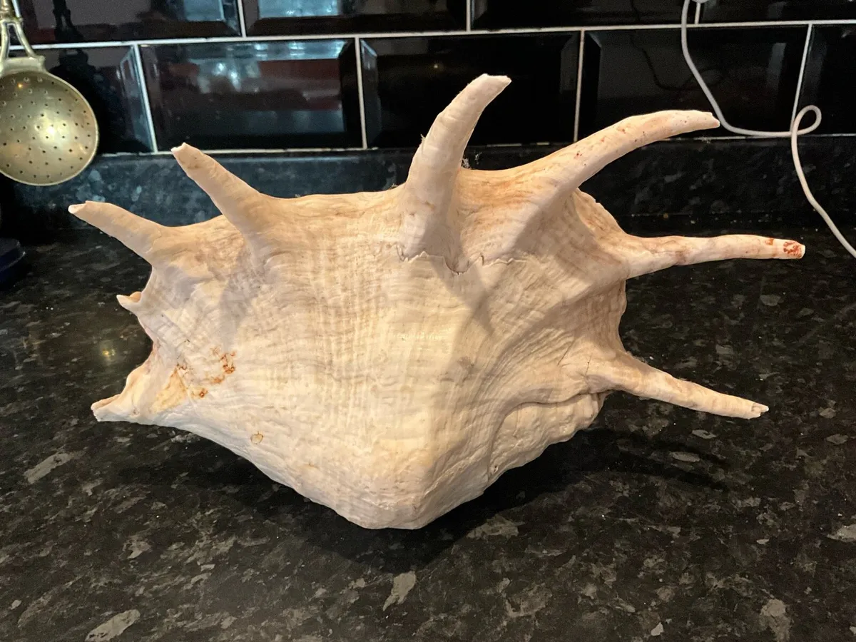 Giant Lambis Spider Conch Spiked Natural Shell - Image 3