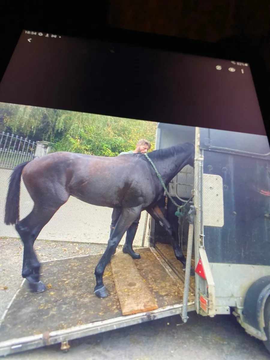 Horse - Image 1