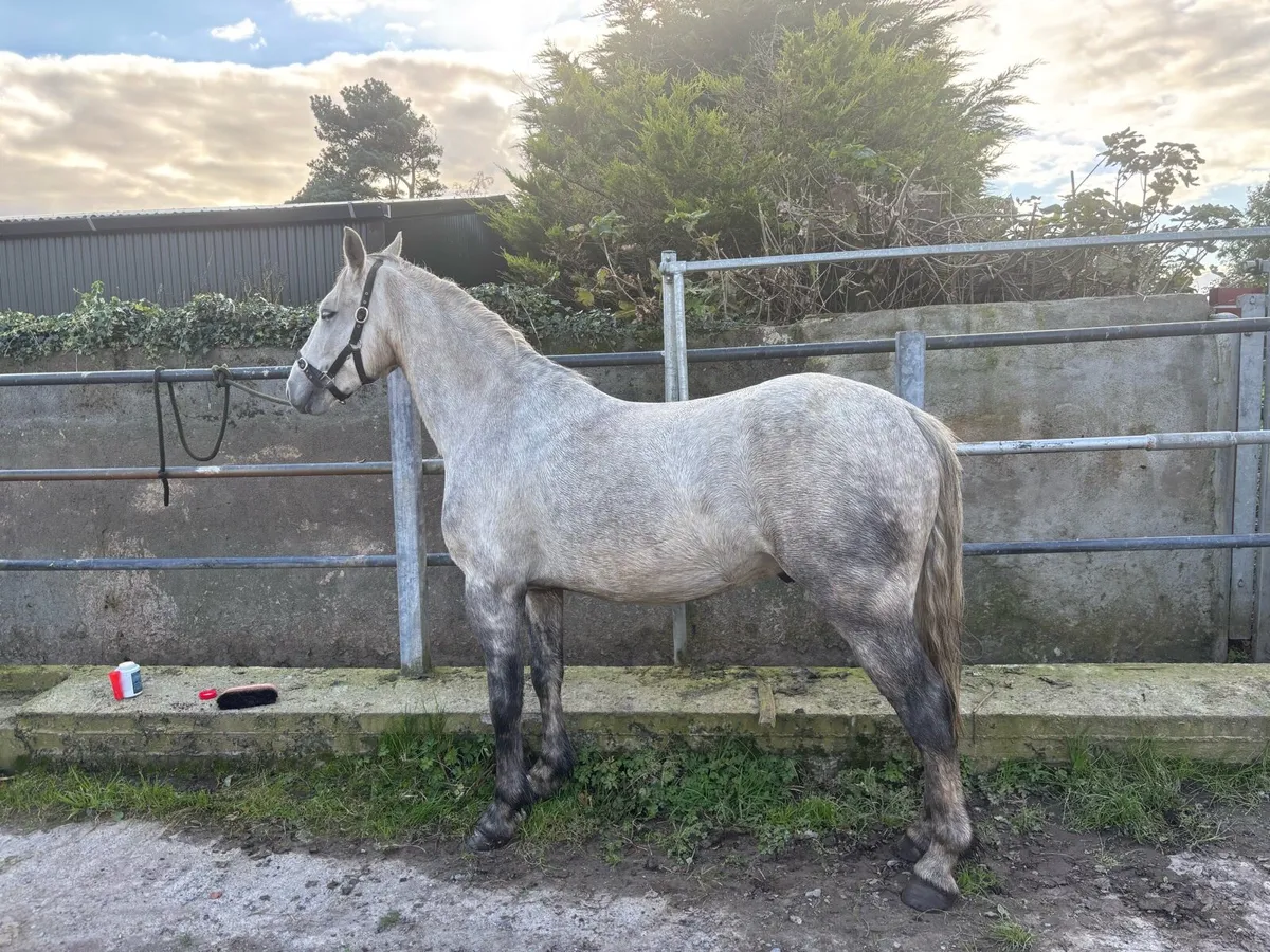 Connemara Pony - Image 1