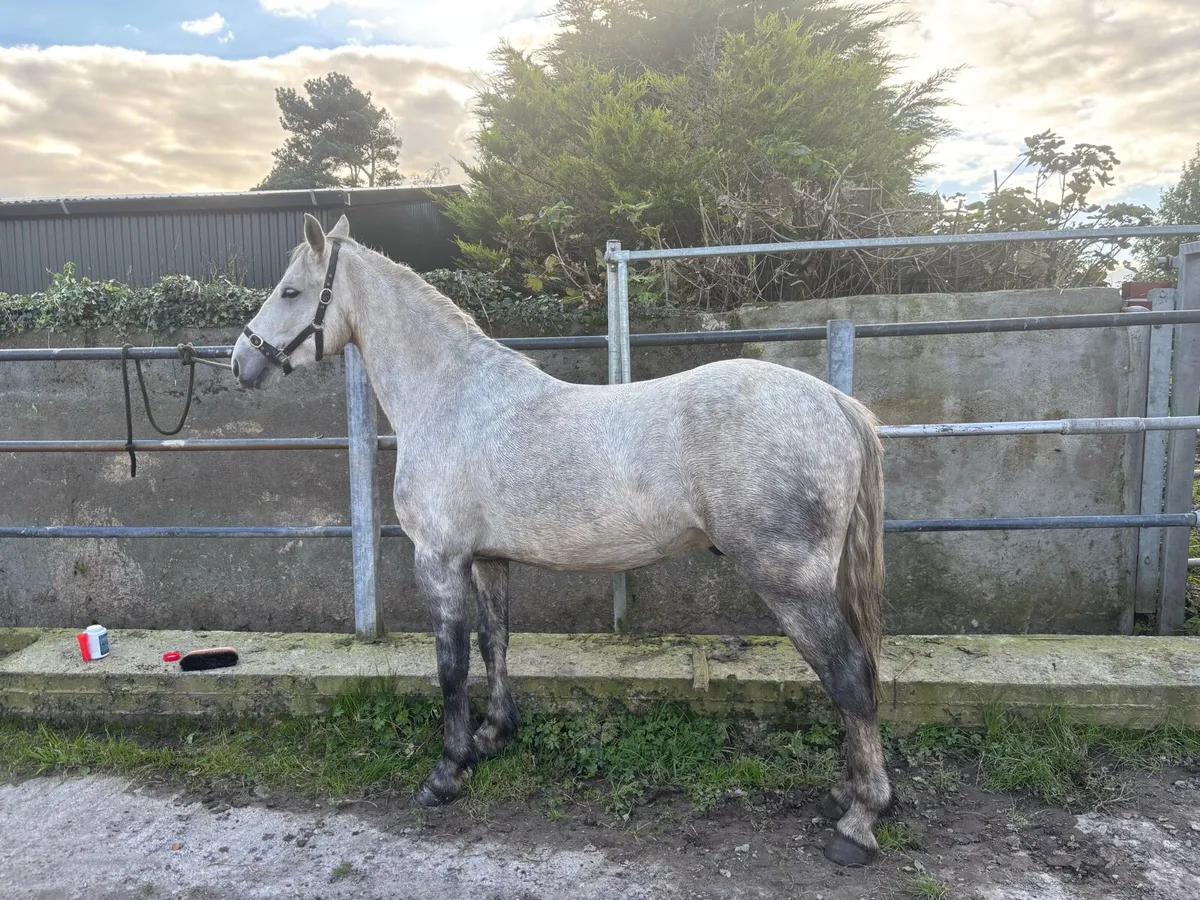 Connemara Pony - Image 2