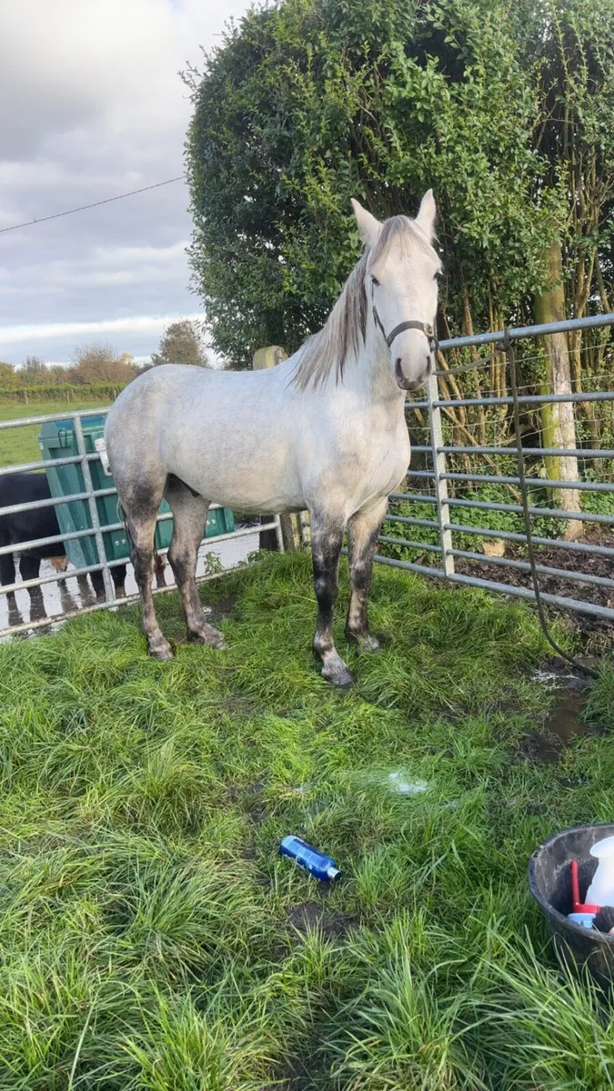 Connemara Pony - Image 3