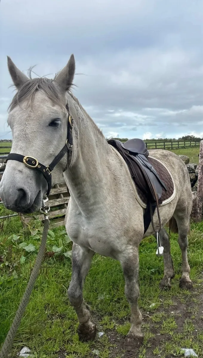 Connemara Pony - Image 4