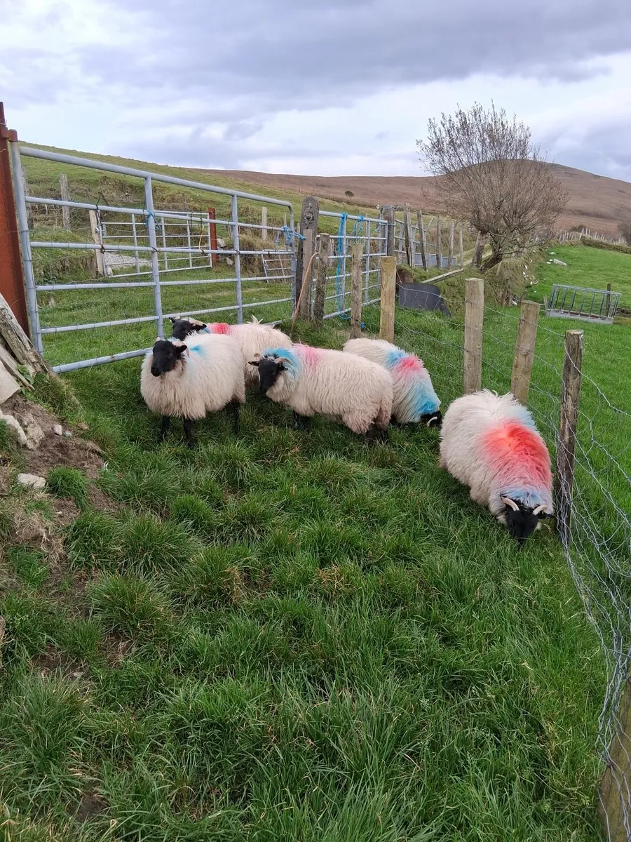Sheep - Image 1