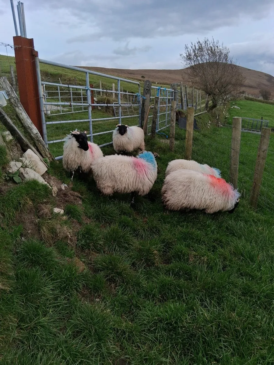 Sheep - Image 2