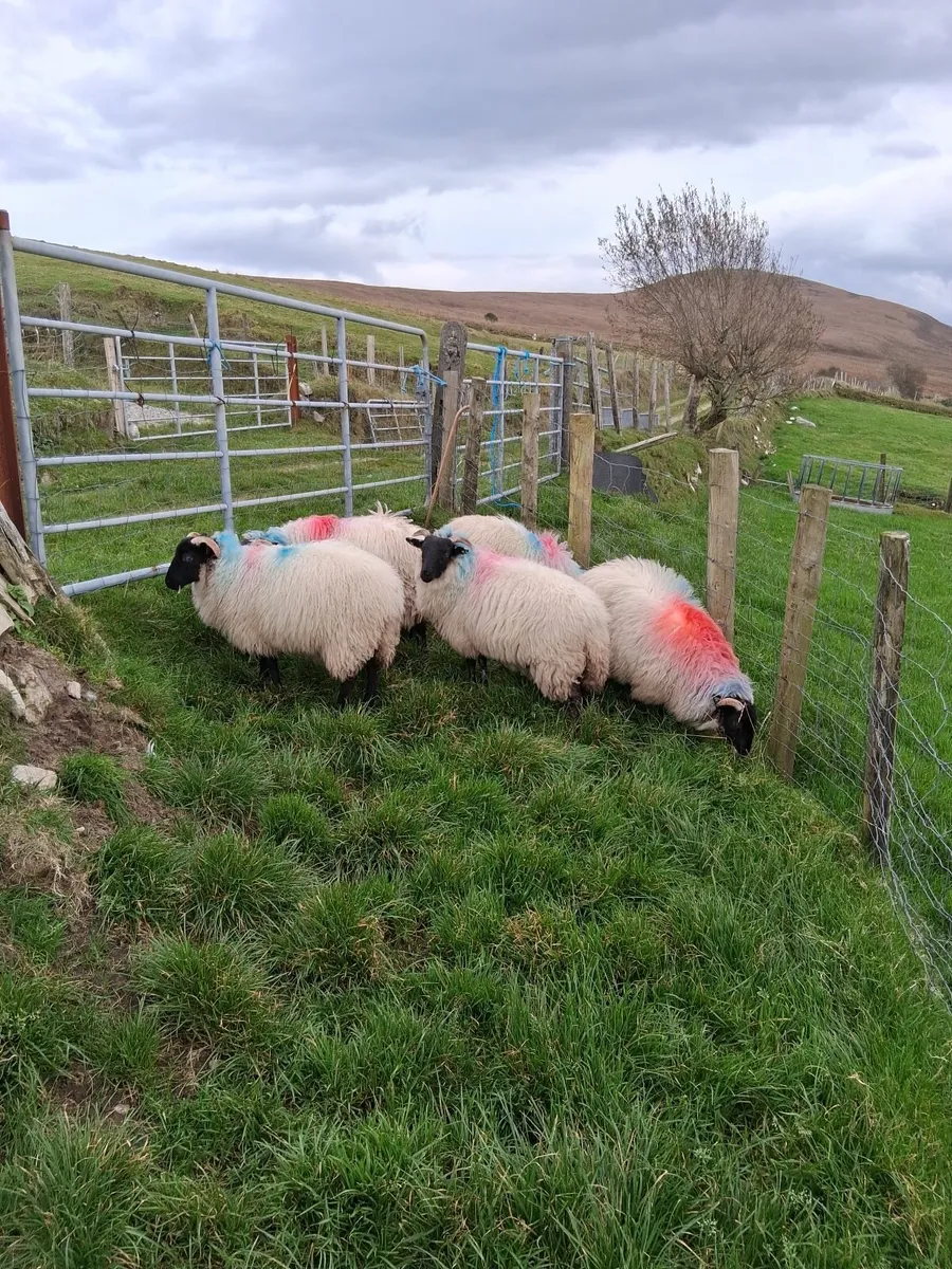 Sheep - Image 3