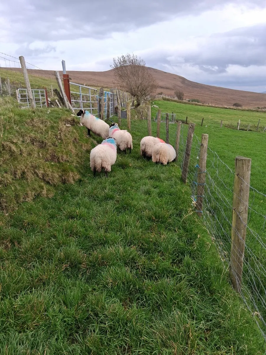 Sheep - Image 4