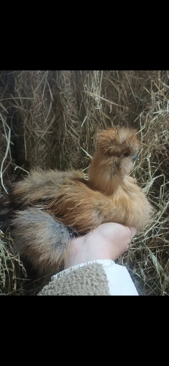 Silkie - Image 1
