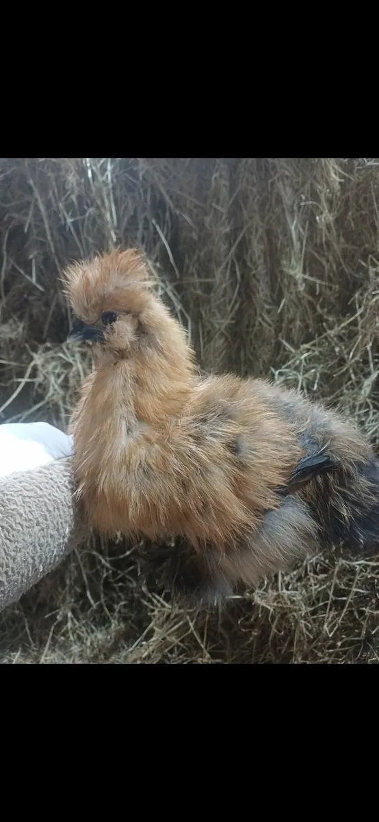 Silkie - Image 2