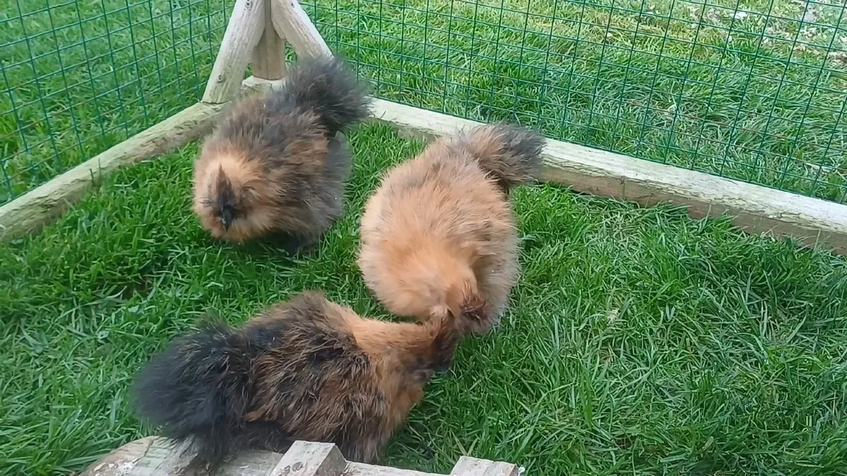 Silkie - Image 3