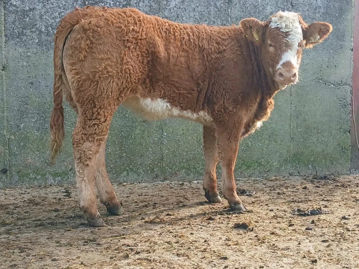 2 Super Breeding Heifers - Image 1