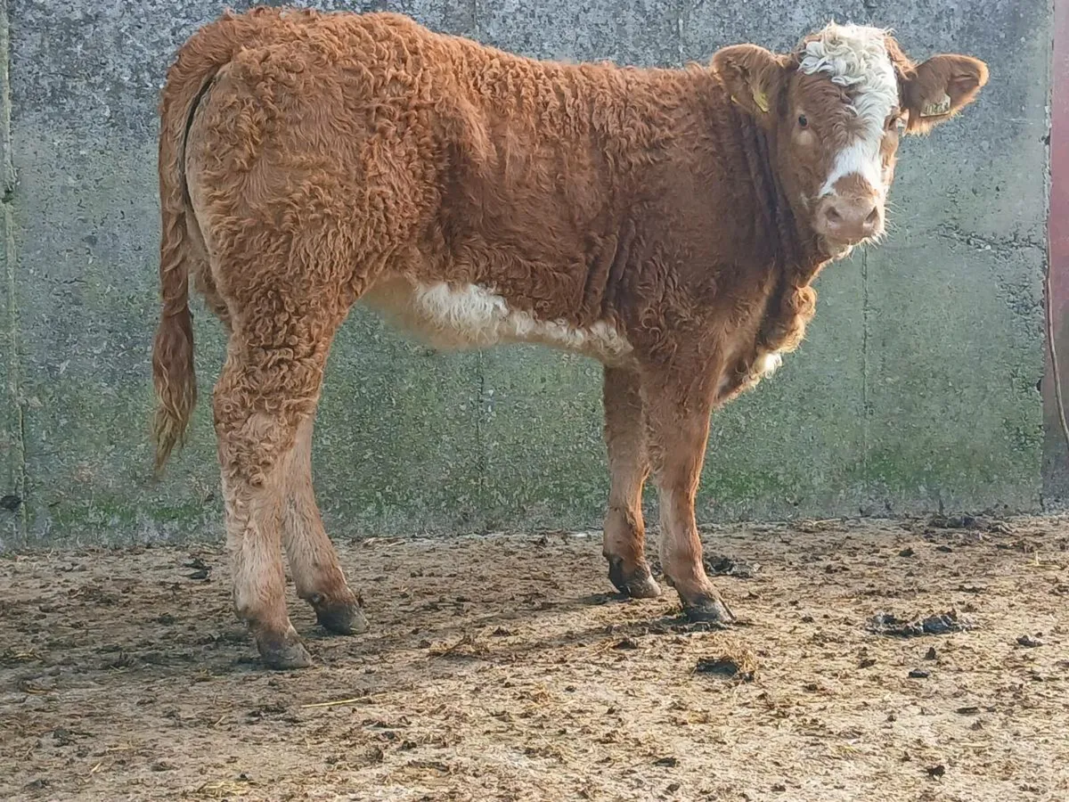2 Super Breeding Heifers - Image 2