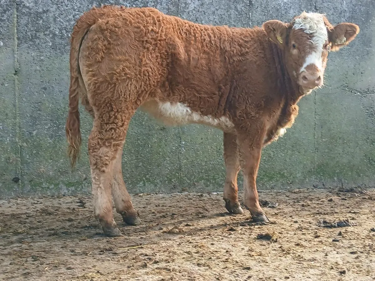 2 Super Breeding Heifers - Image 3