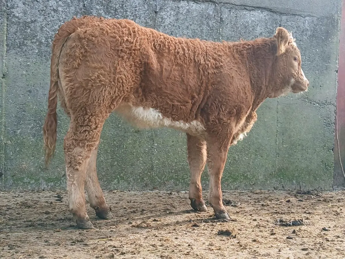 2 Super Breeding Heifers - Image 4
