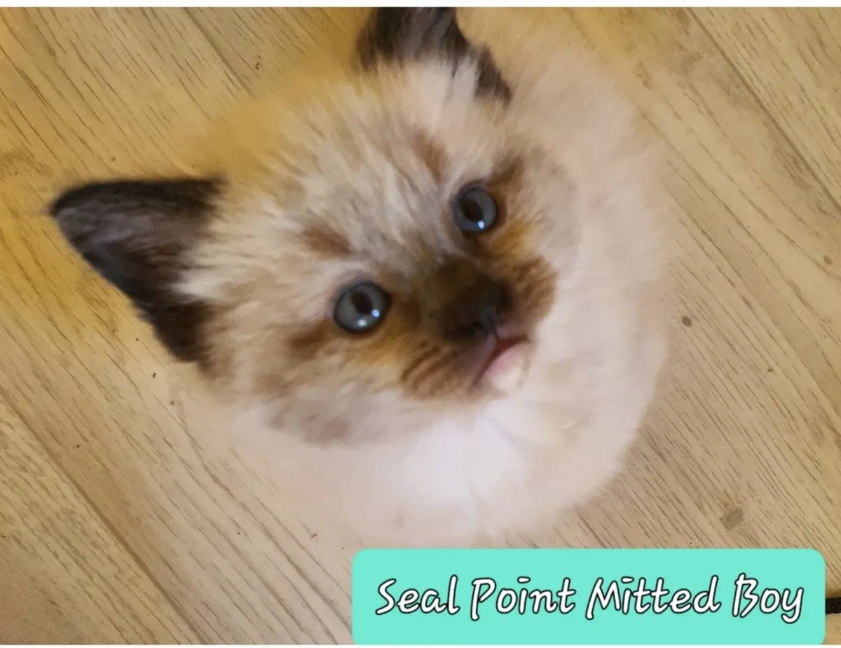 RagCoon Kittens - 84% Ragdoll & 16% Maine Coon - Image 3