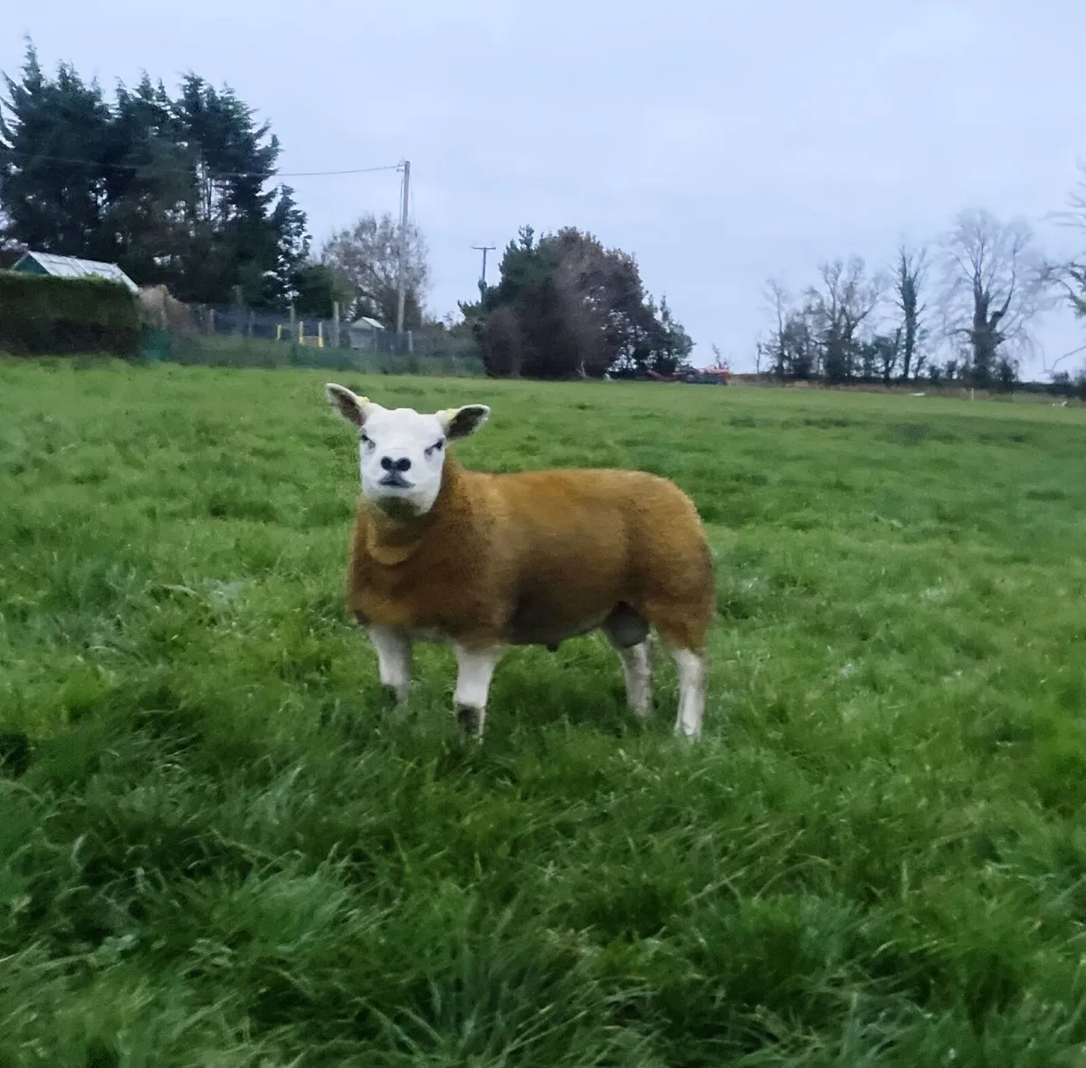 Texel Ram lambs, - Image 4