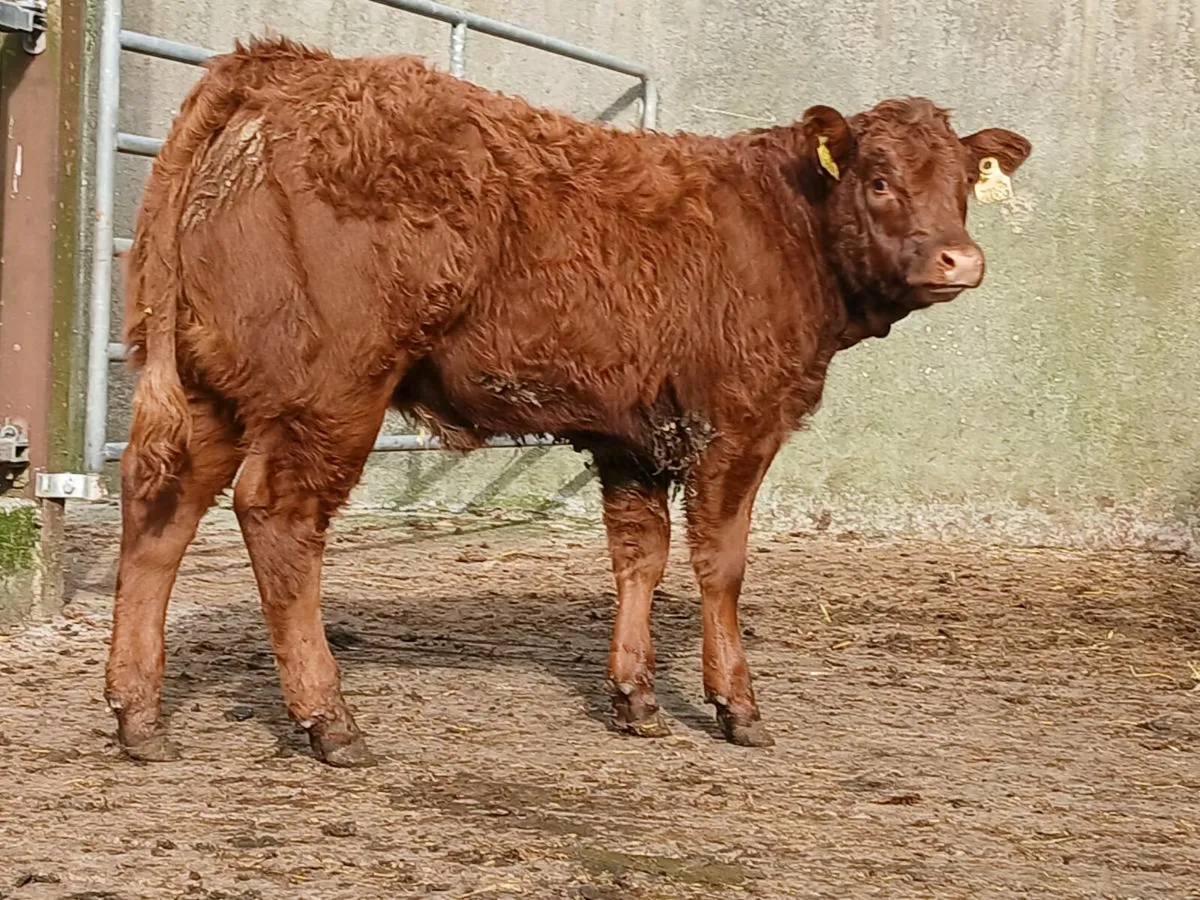 Super Limousine Heifer Weanling - Image 1