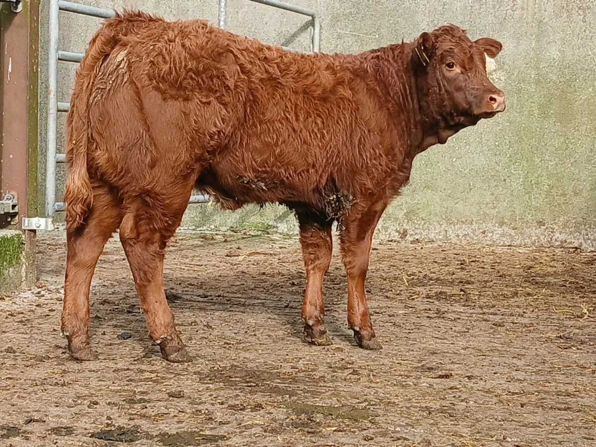 Super Limousine Heifer Weanling - Image 2