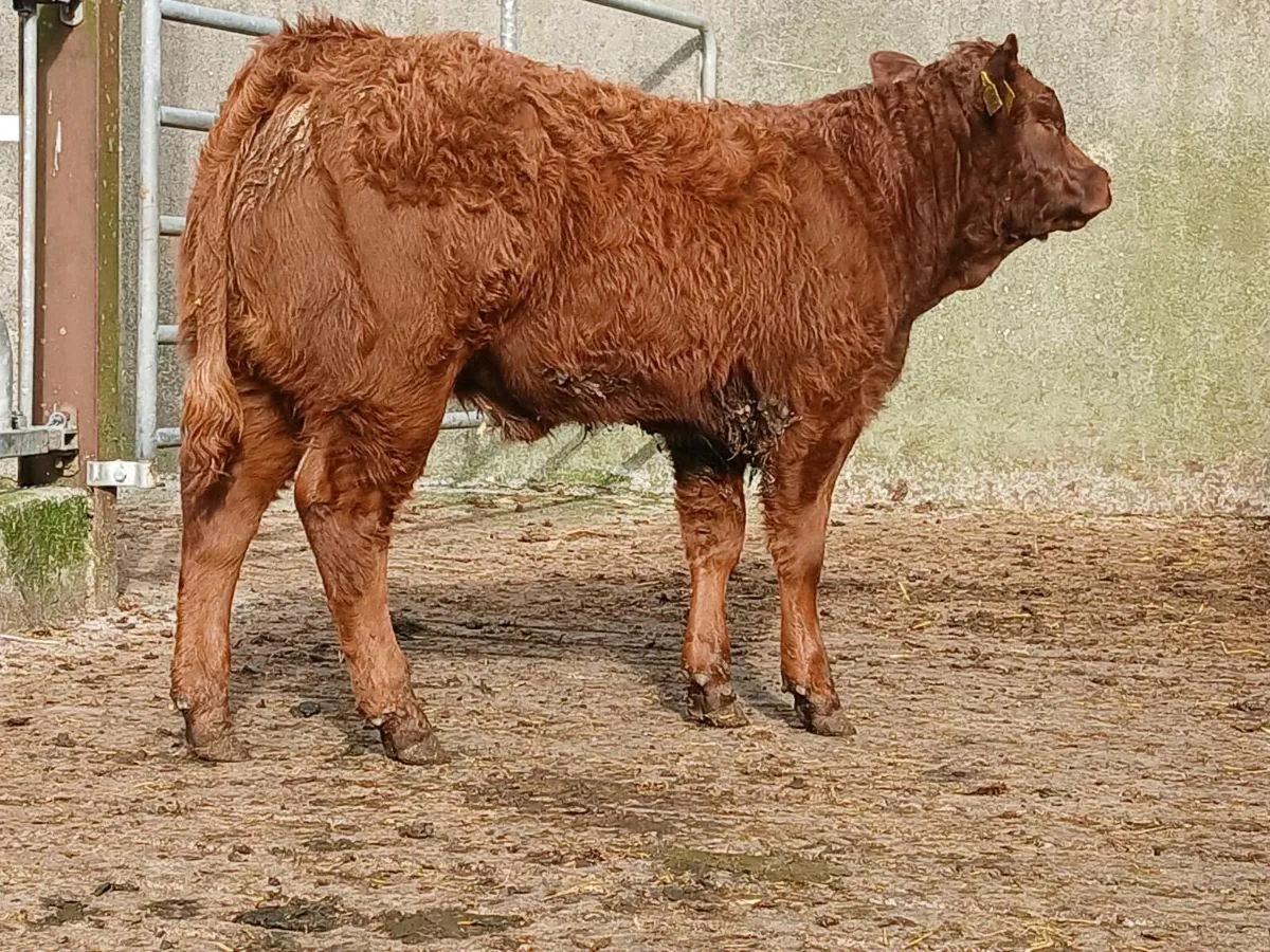 Super Limousine Heifer Weanling - Image 3