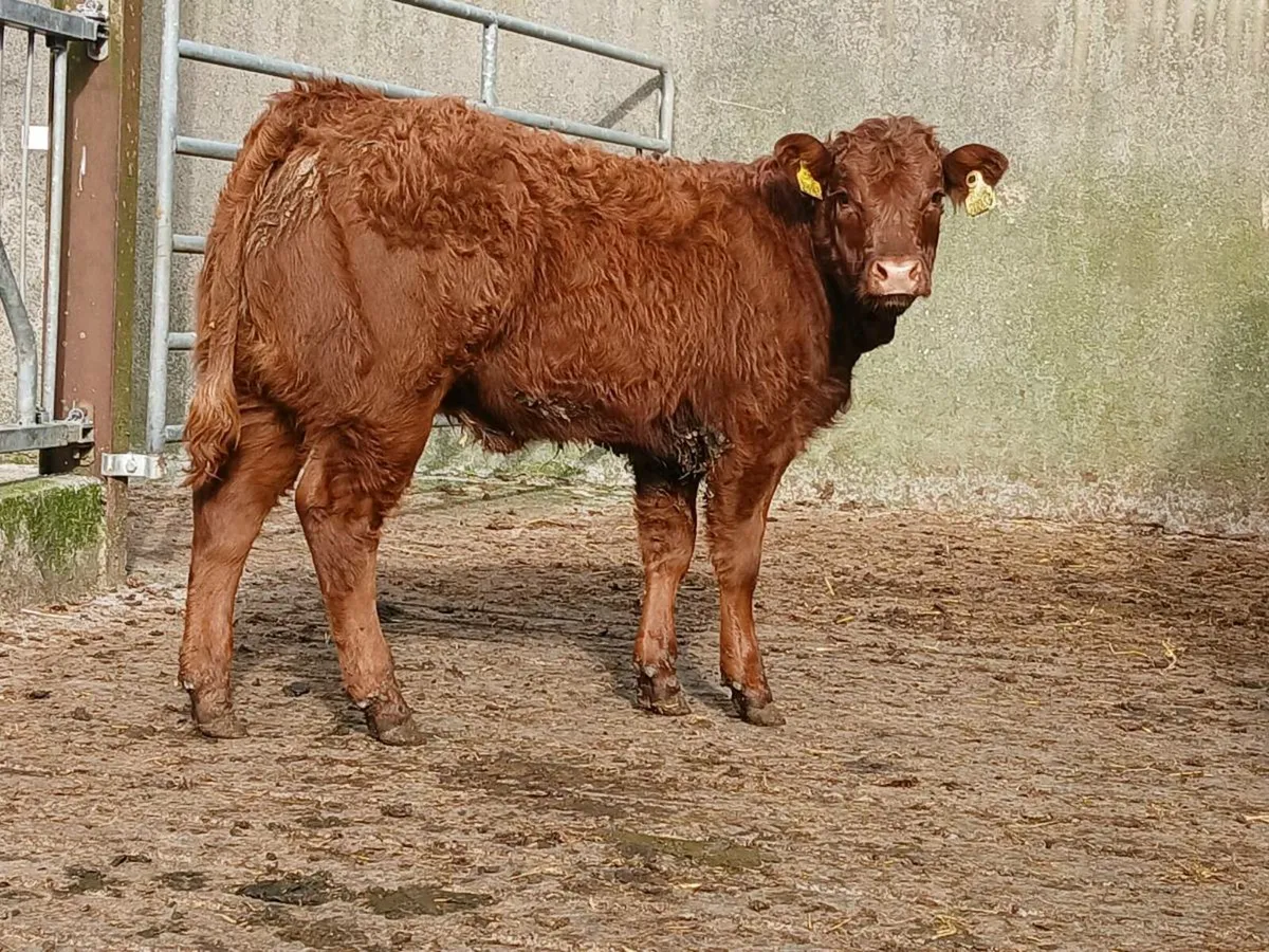 Super Limousine Heifer Weanling - Image 4