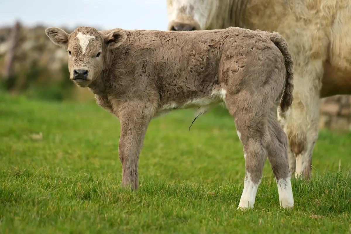 2 Super Blue Heifers & Blue Calves - Image 2