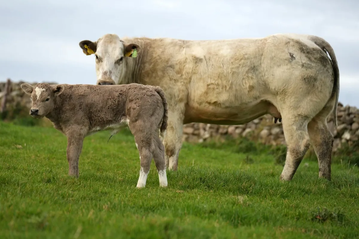 2 Super Blue Heifers & Blue Calves - Image 1