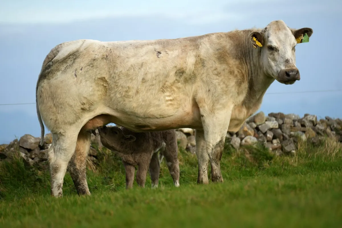 2 Super Blue Heifers & Blue Calves - Image 3