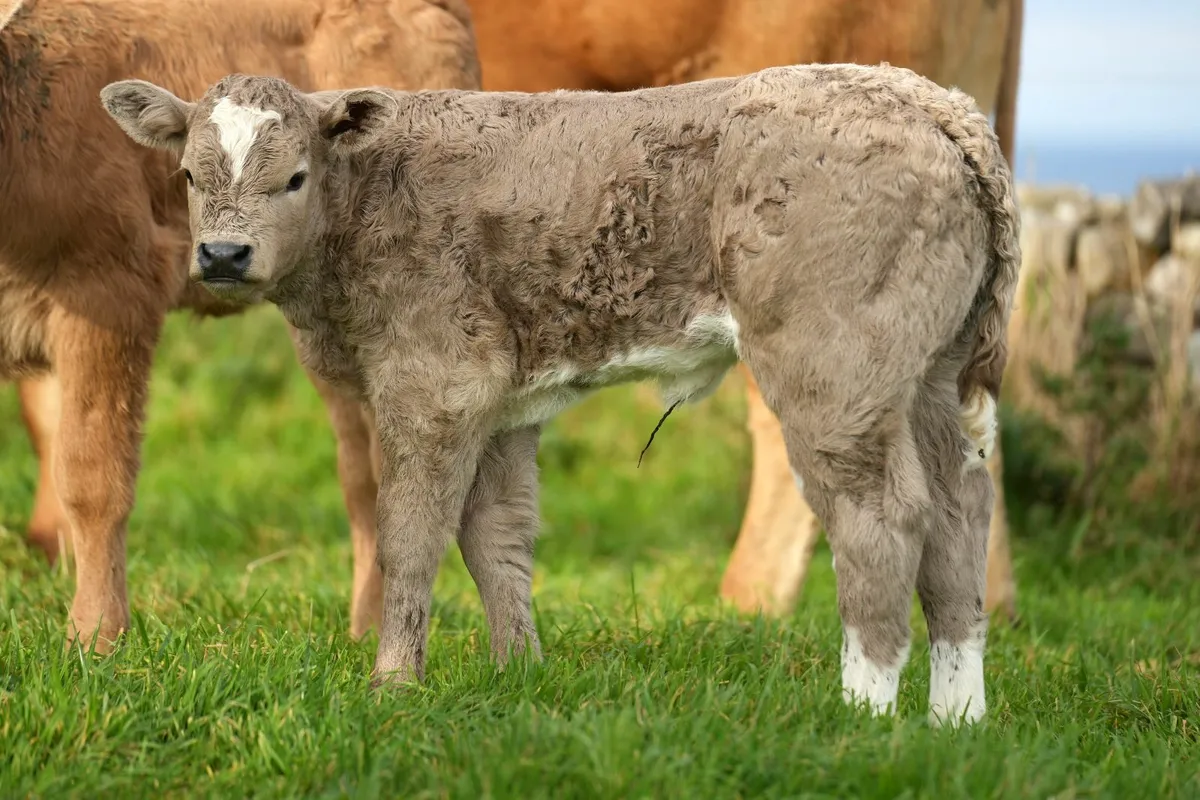 2 Super Blue Heifers & Blue Calves - Image 4