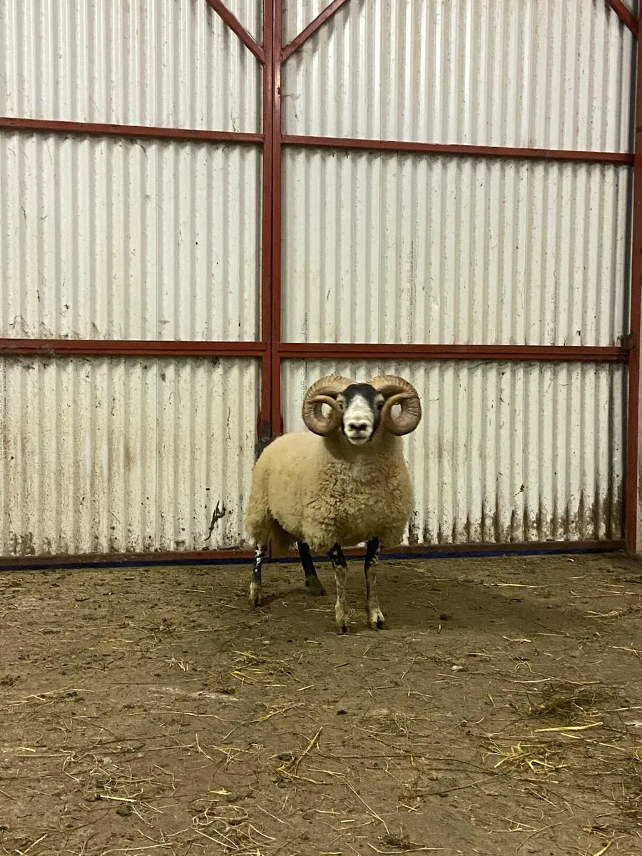 Lanark hogget ram - Image 2