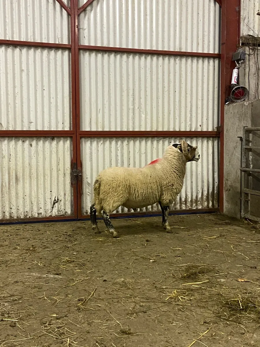 Lanark hogget ram - Image 3