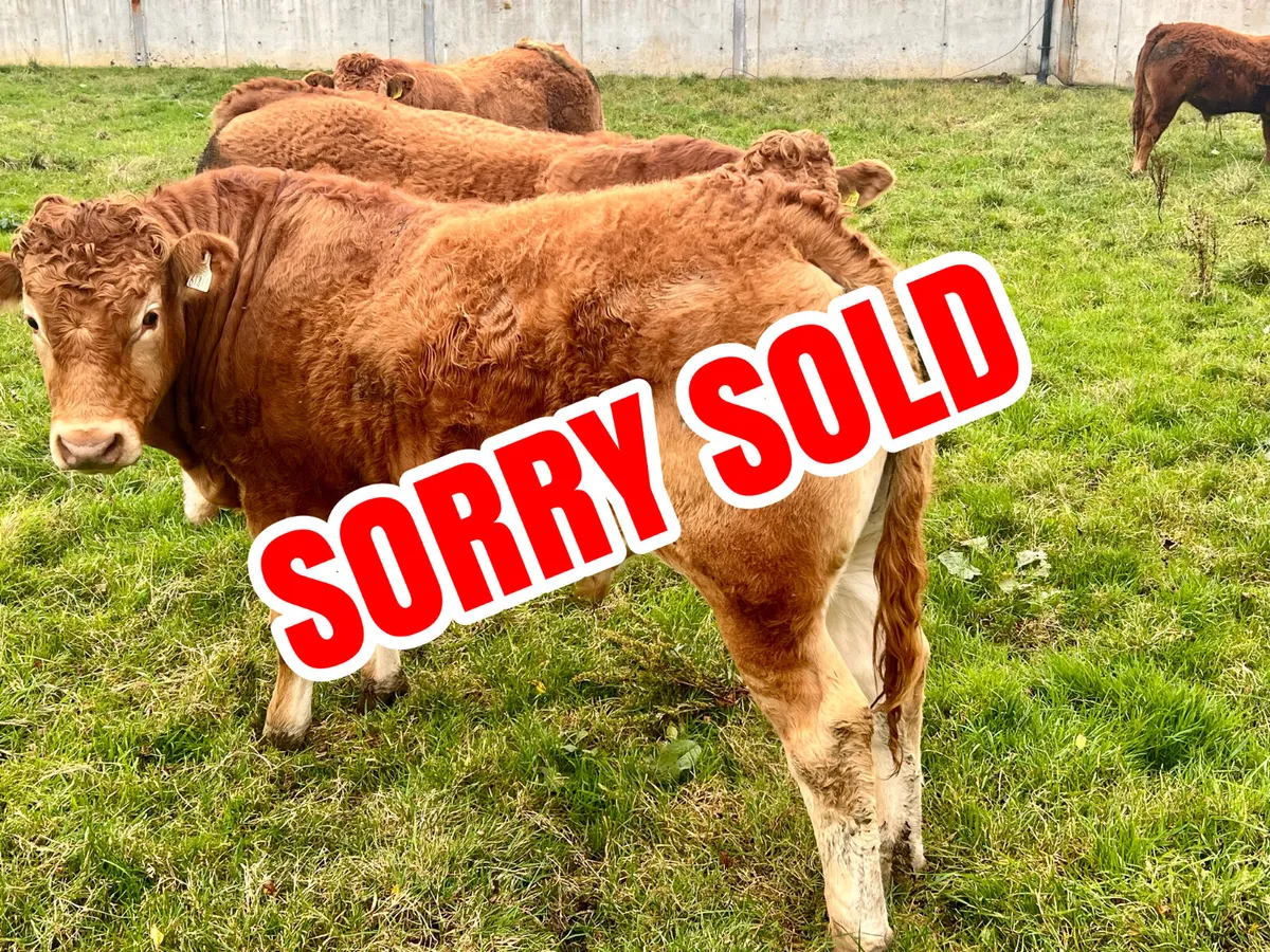 500kg Super Bullocks Leinster Livestock - Image 1