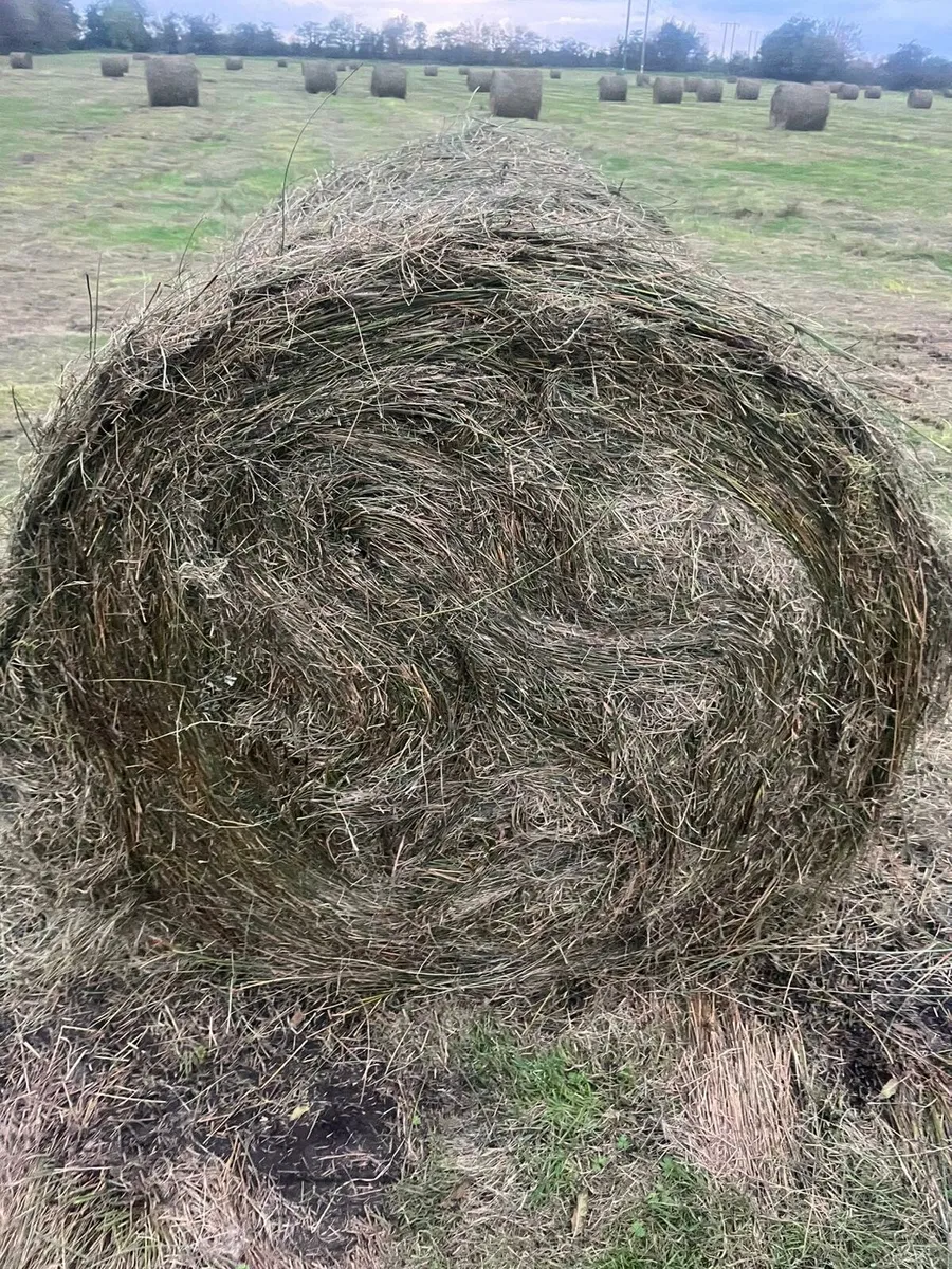 Rushes for bedding - Image 1