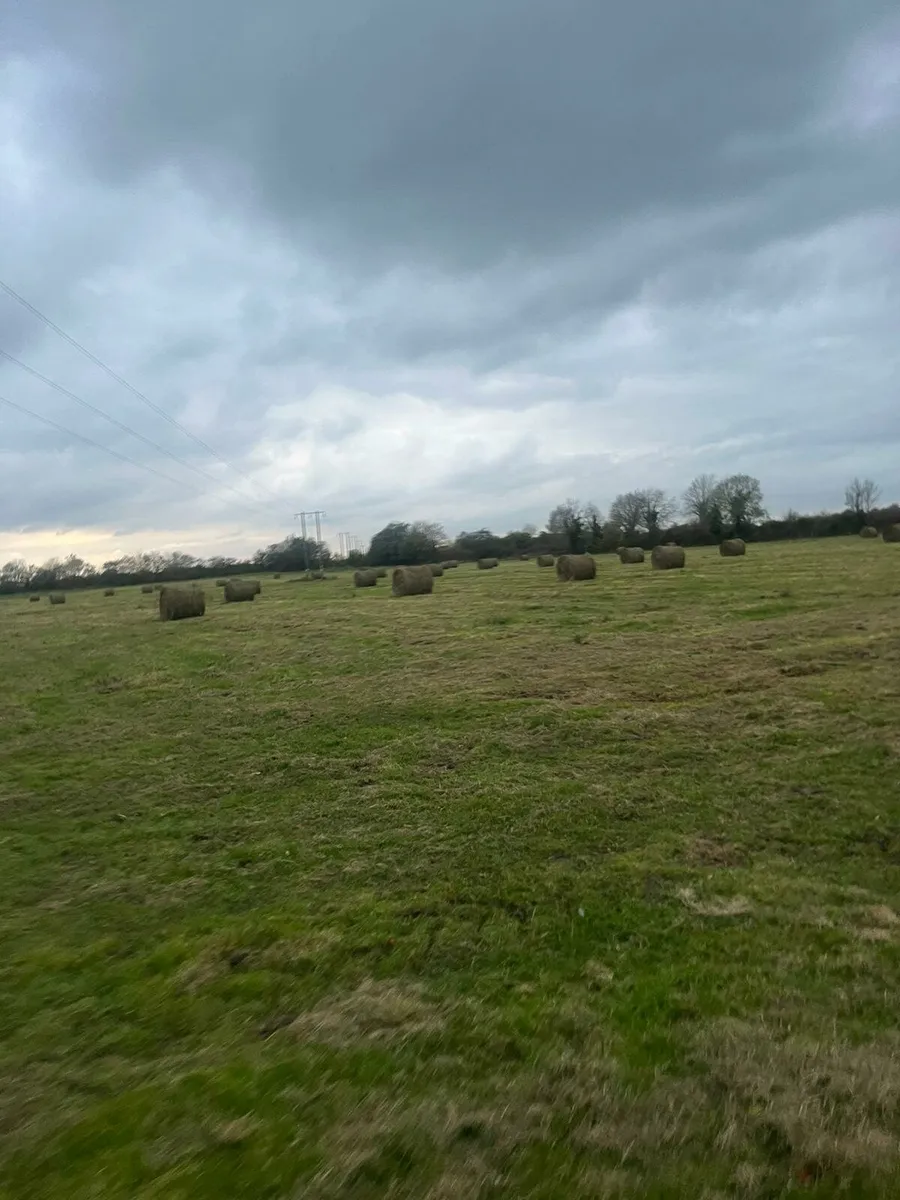 Rushes for bedding - Image 3