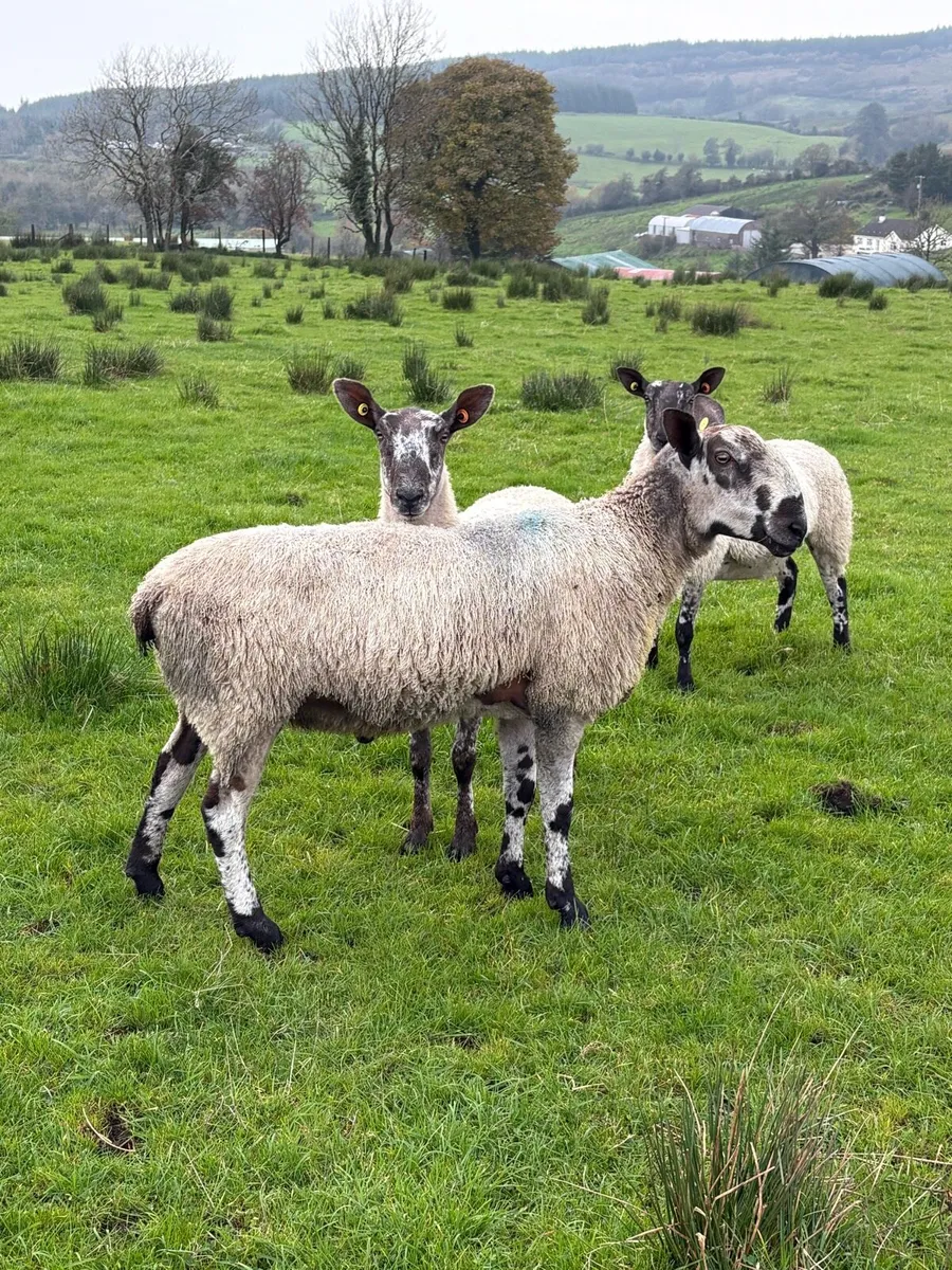 Pedigree blue faced leister shearling - Image 1