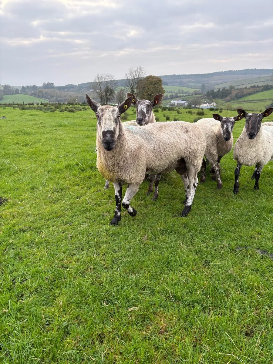 Pedigree blue faced leister shearling - Image 2