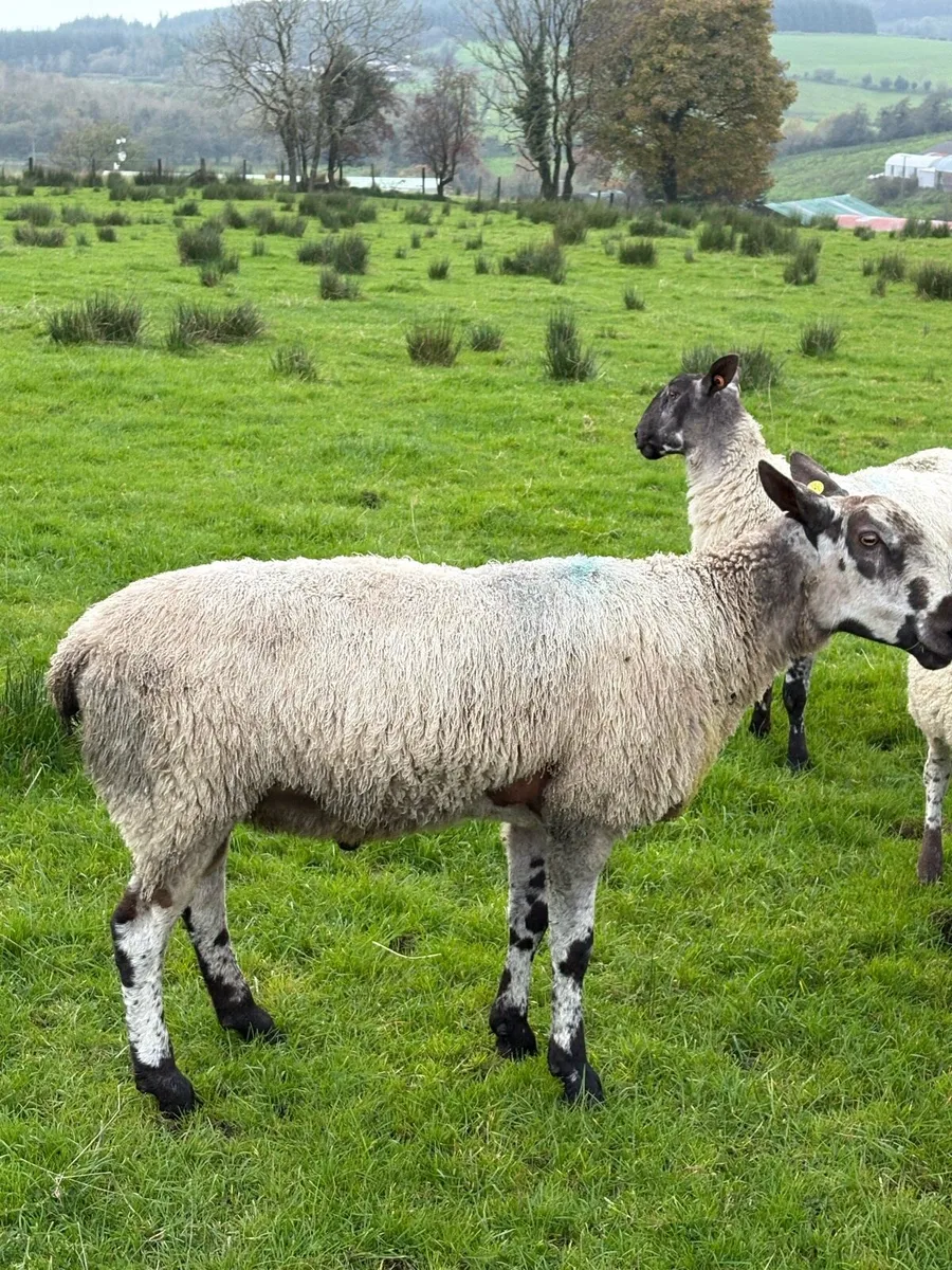 Pedigree blue faced leister shearling - Image 3