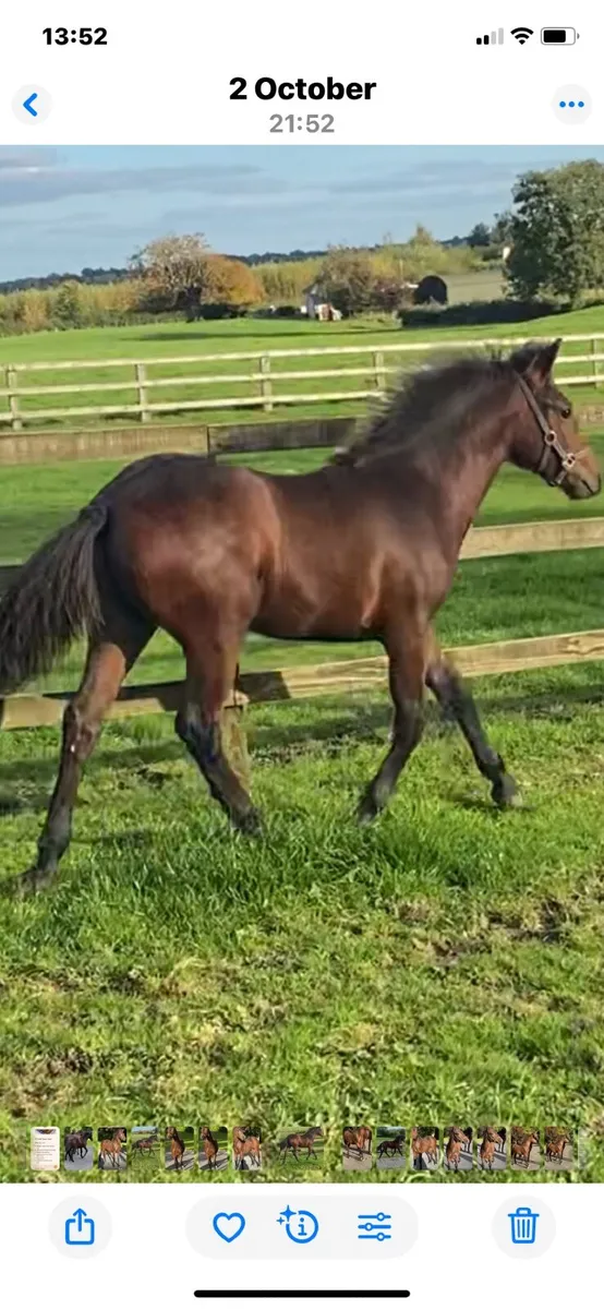 Foal - Image 1