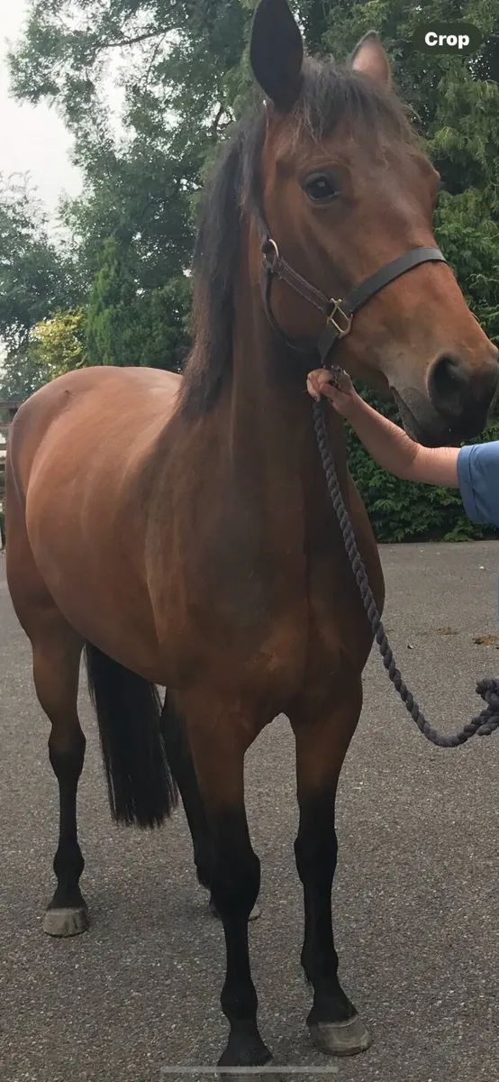 Foal - Image 2