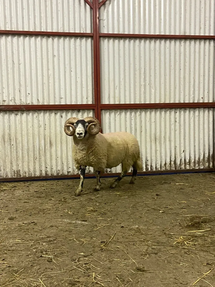 Lanark hogget ram - Image 1