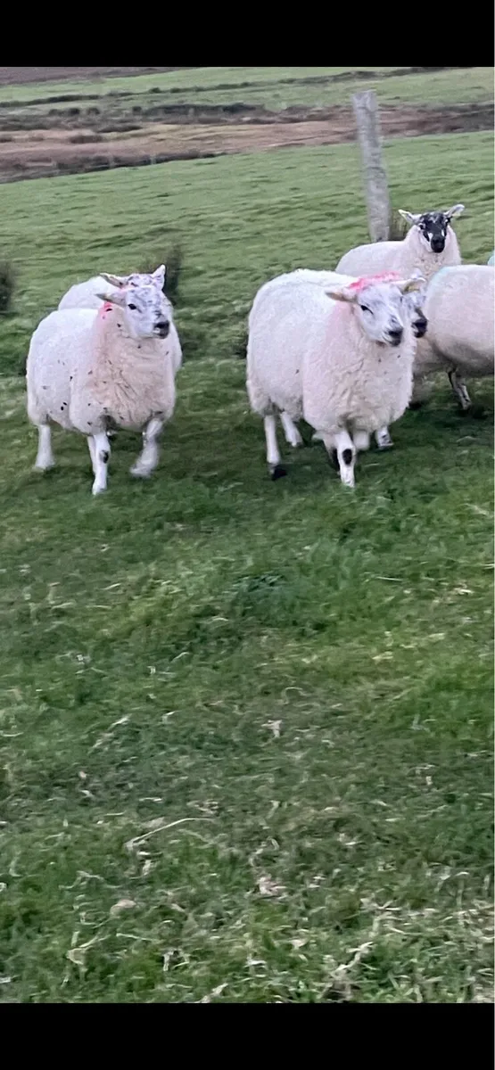 Crossbreed ewe lambs