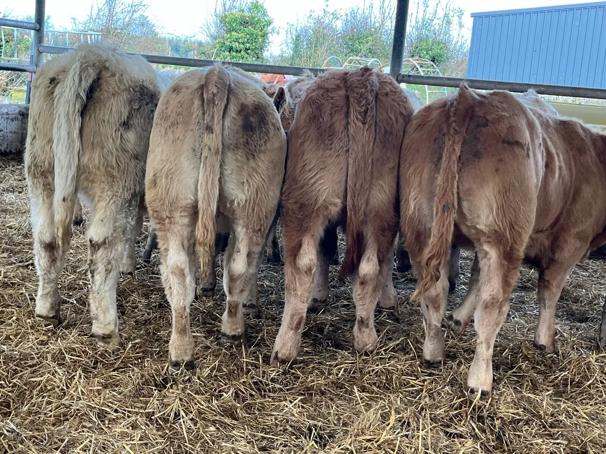 Charolais Heifer Weanlings - Image 1