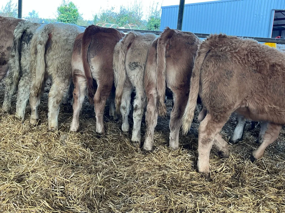 Charolais Heifer Weanlings - Image 4
