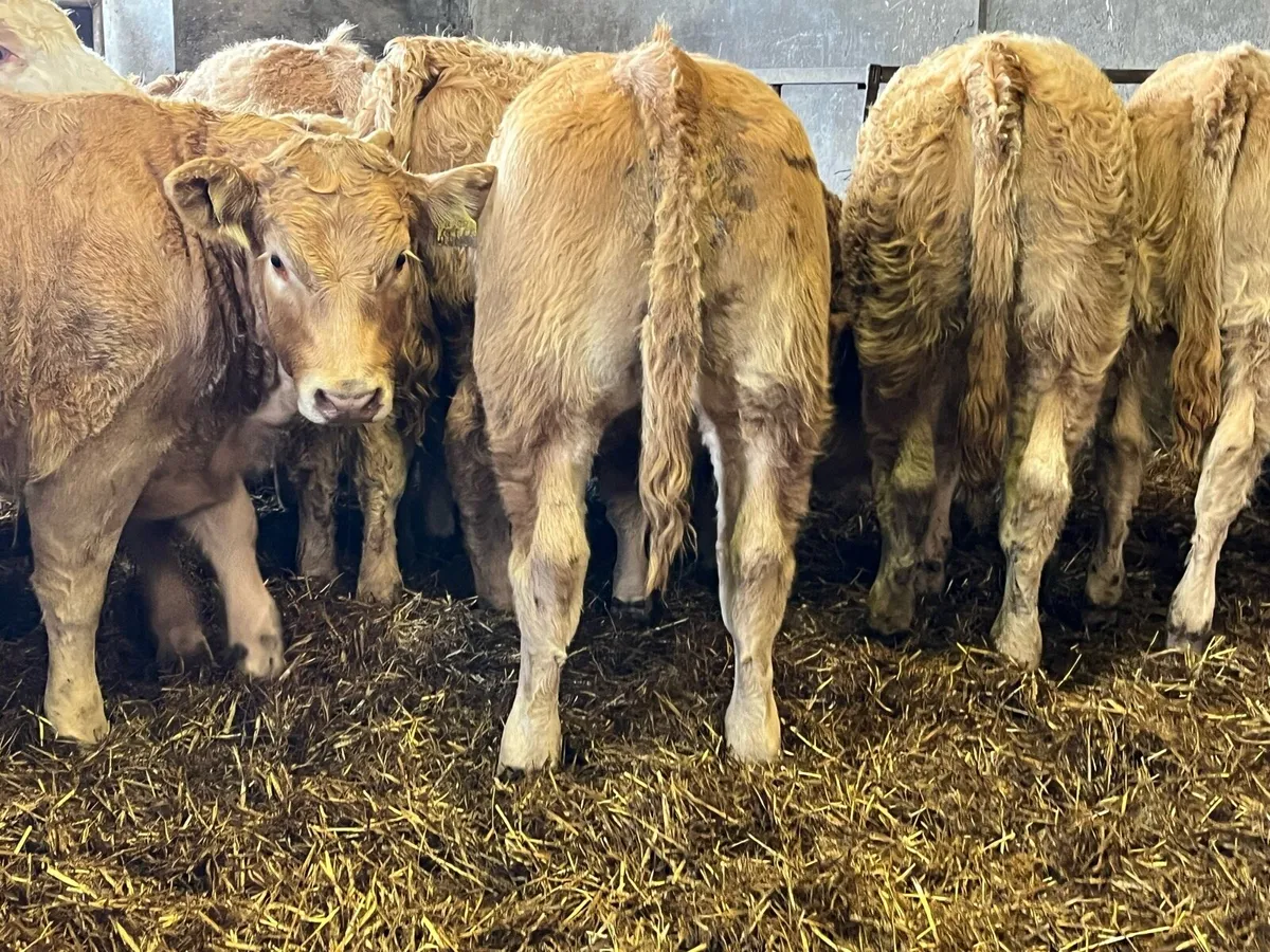 Charolais Heifer Weanlings - Image 2