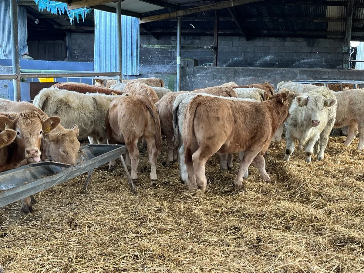 Charolais Heifer Weanlings - Image 3
