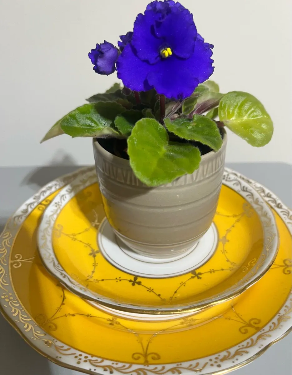 Young tiny Viola plant with ceramic pot - Image 1