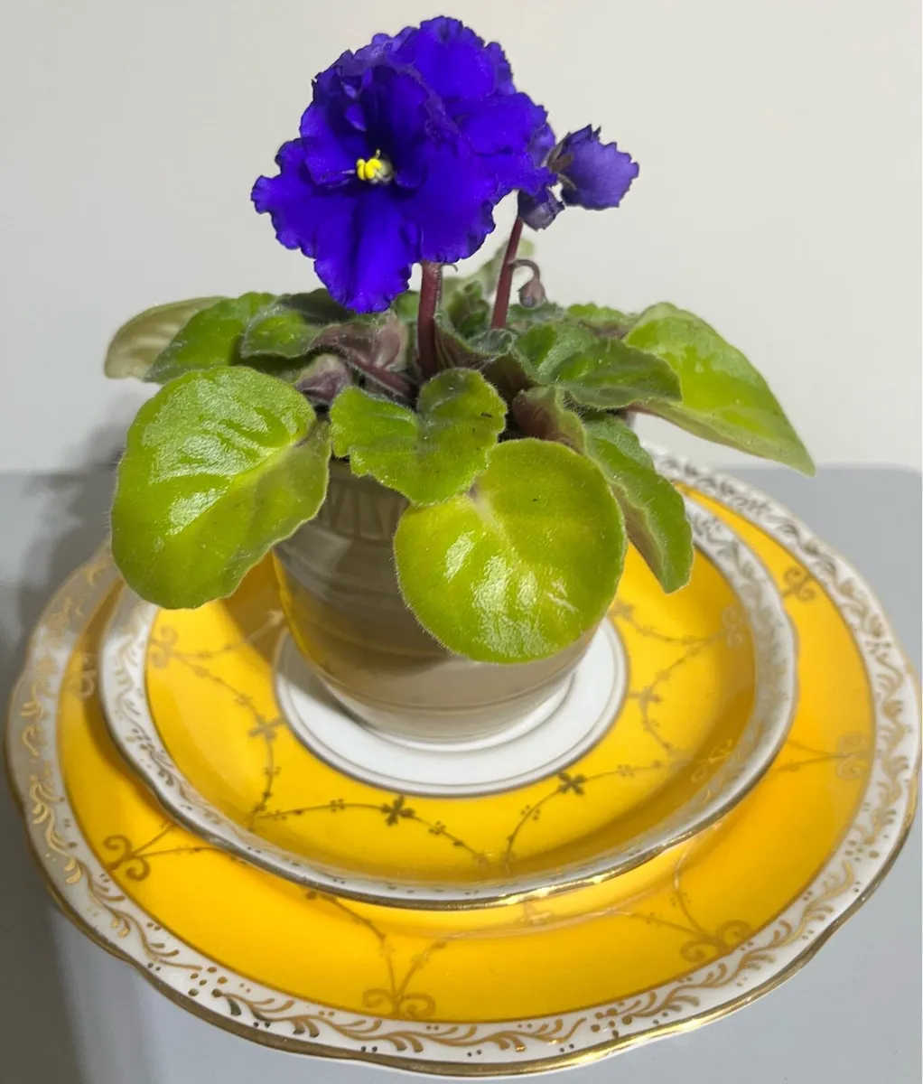 Young tiny Viola plant with ceramic pot - Image 2