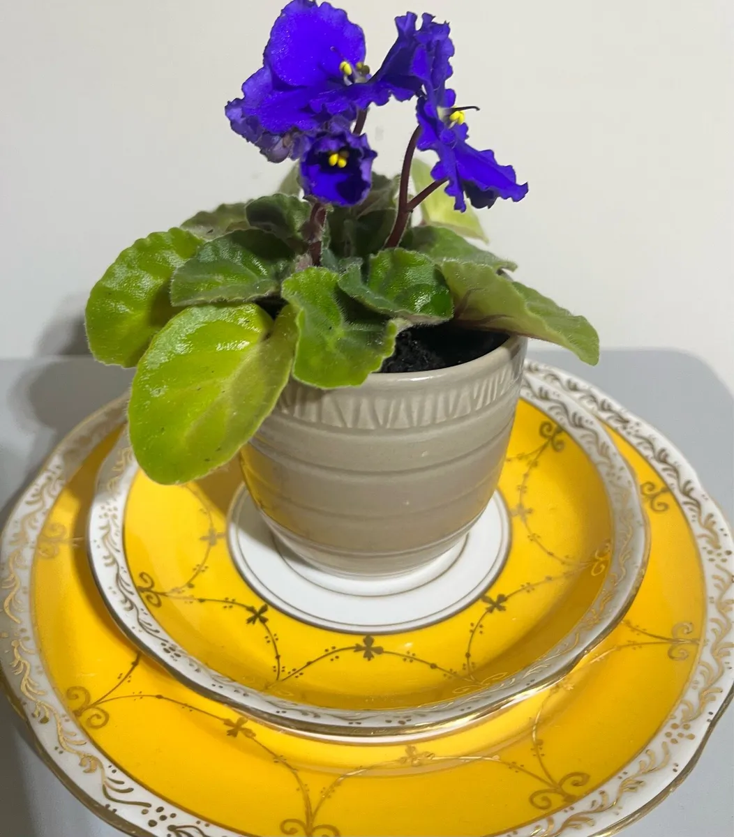 Young tiny Viola plant with ceramic pot - Image 3