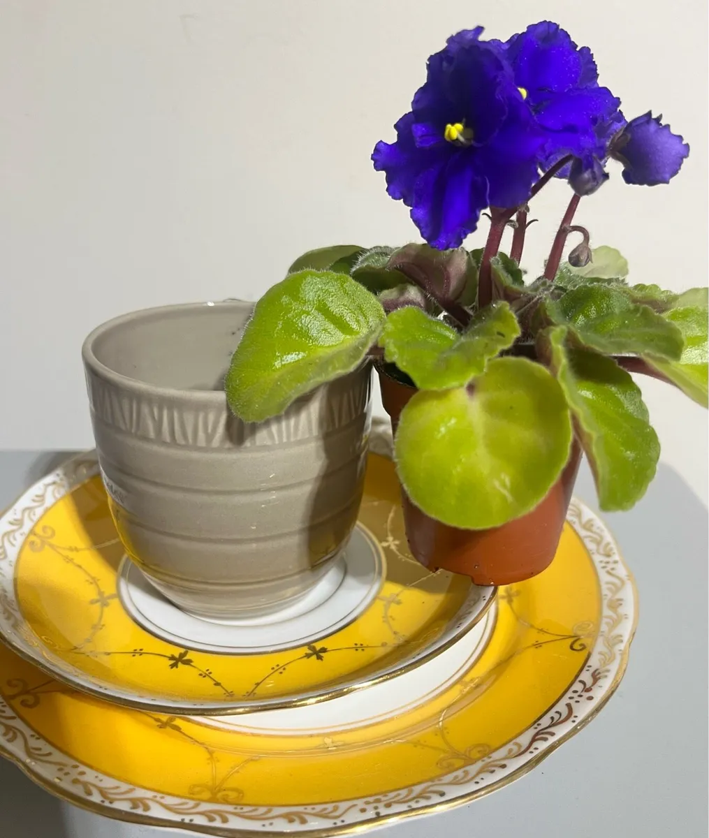 Young tiny Viola plant with ceramic pot - Image 4